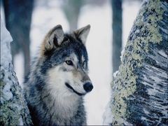 Immagine profilo di lupo-solitario